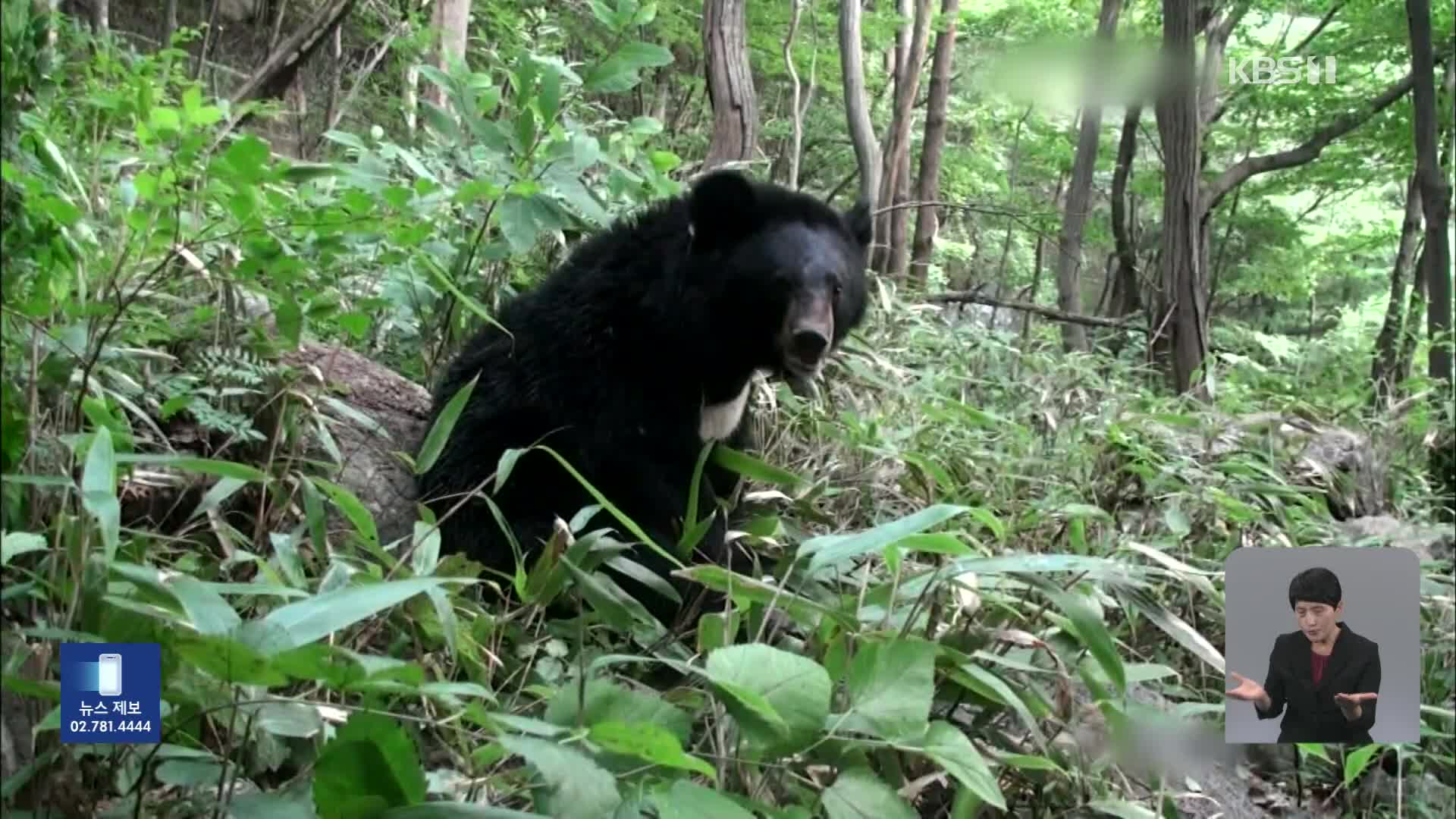 DMZ 반달가슴곰 ‘출몰’…군 ‘퇴치 스프레이’ 지급