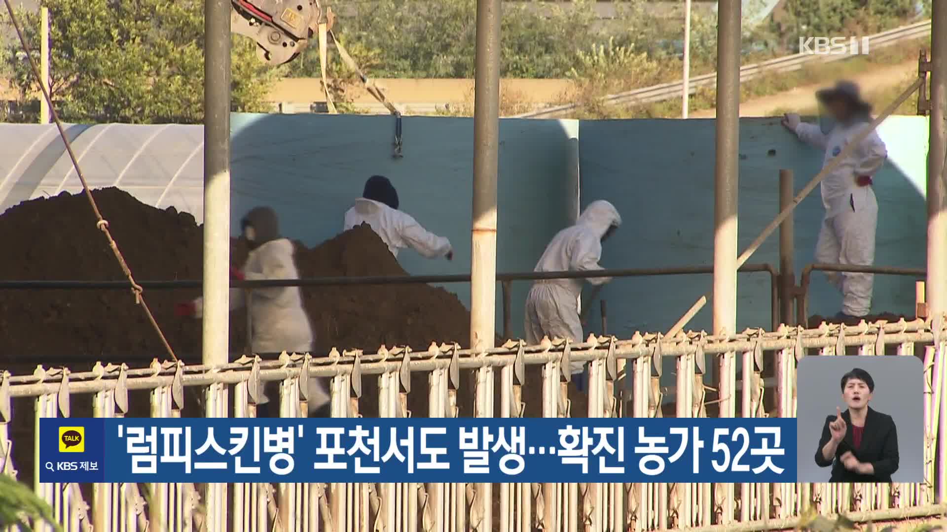 ‘럼피스킨병’ 포천서도 발생…확진 농가 52곳