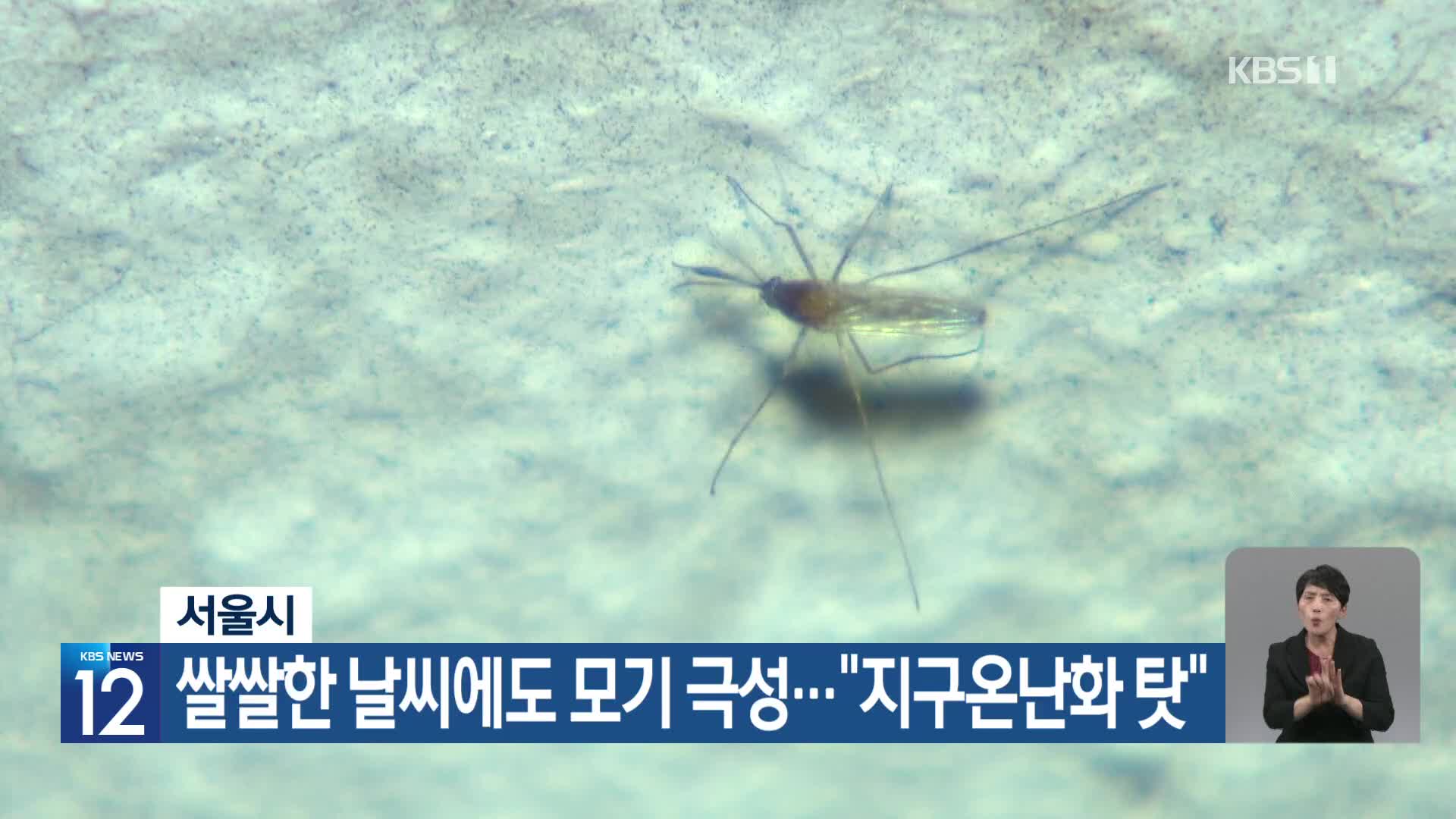 [기후는 말한다] 서울시, 쌀쌀한 날씨에도 모기 극성…“지구온난화 탓”