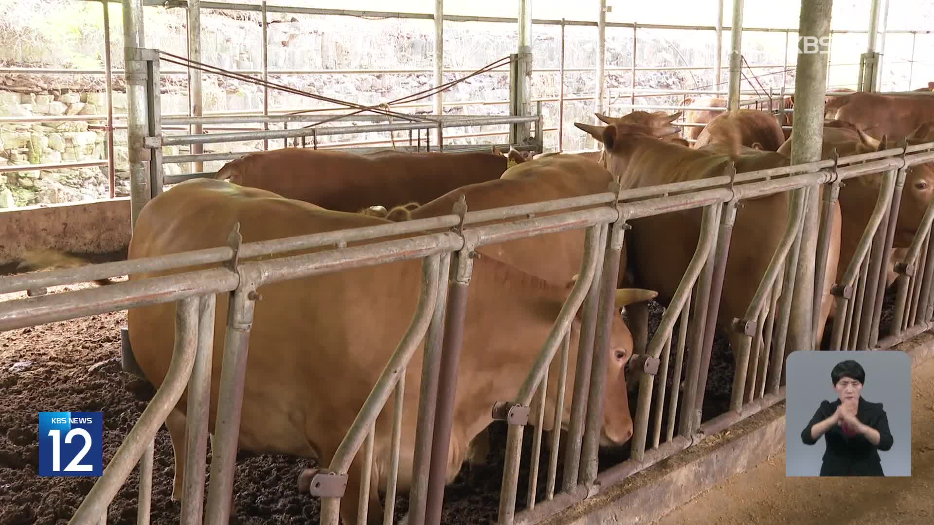 럼피스킨병 경남 창원서도 발병…경북·제주만 남아