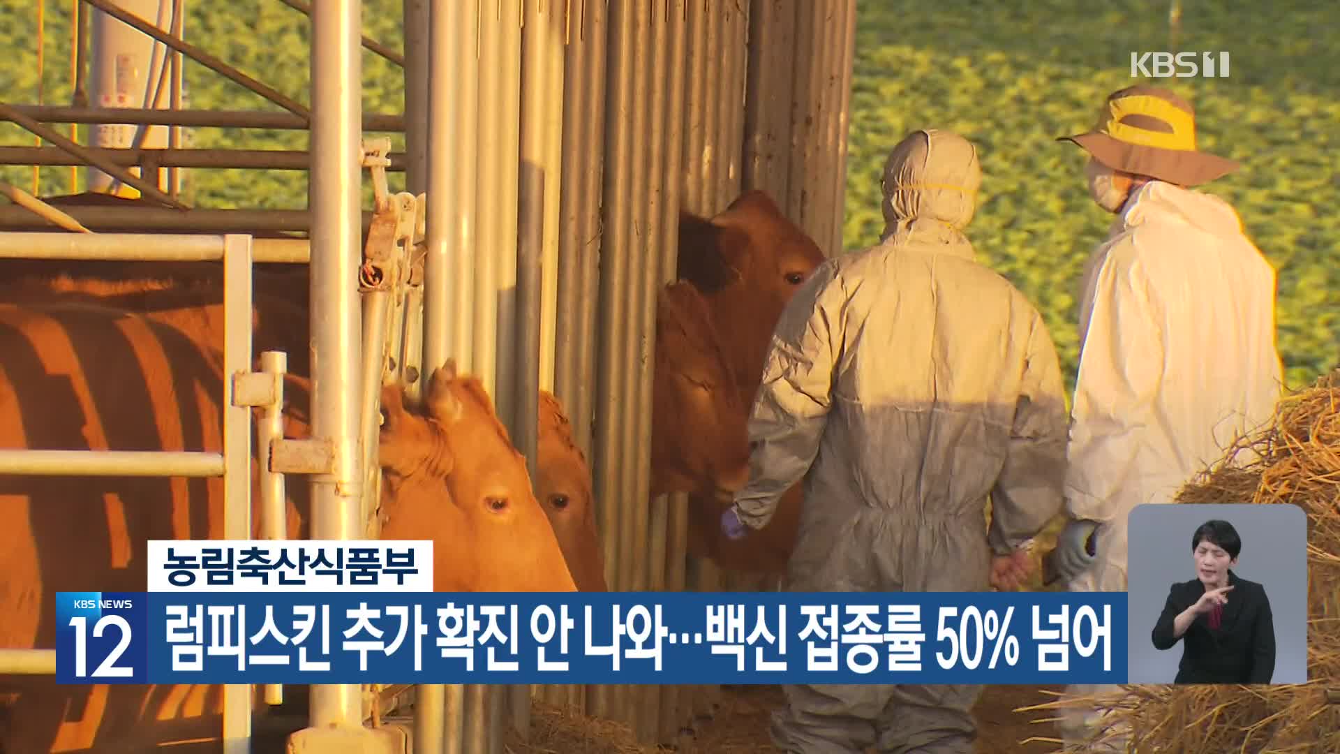 농림축산식품부, 럼피스킨 추가 확진 안 나와…백신 접종률 50% 넘어