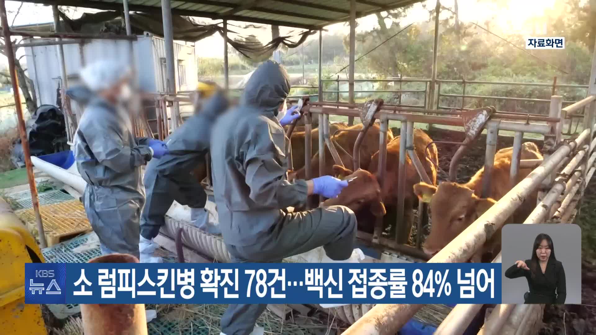 소 럼피스킨병 확진 78건…백신 접종률 84% 넘어