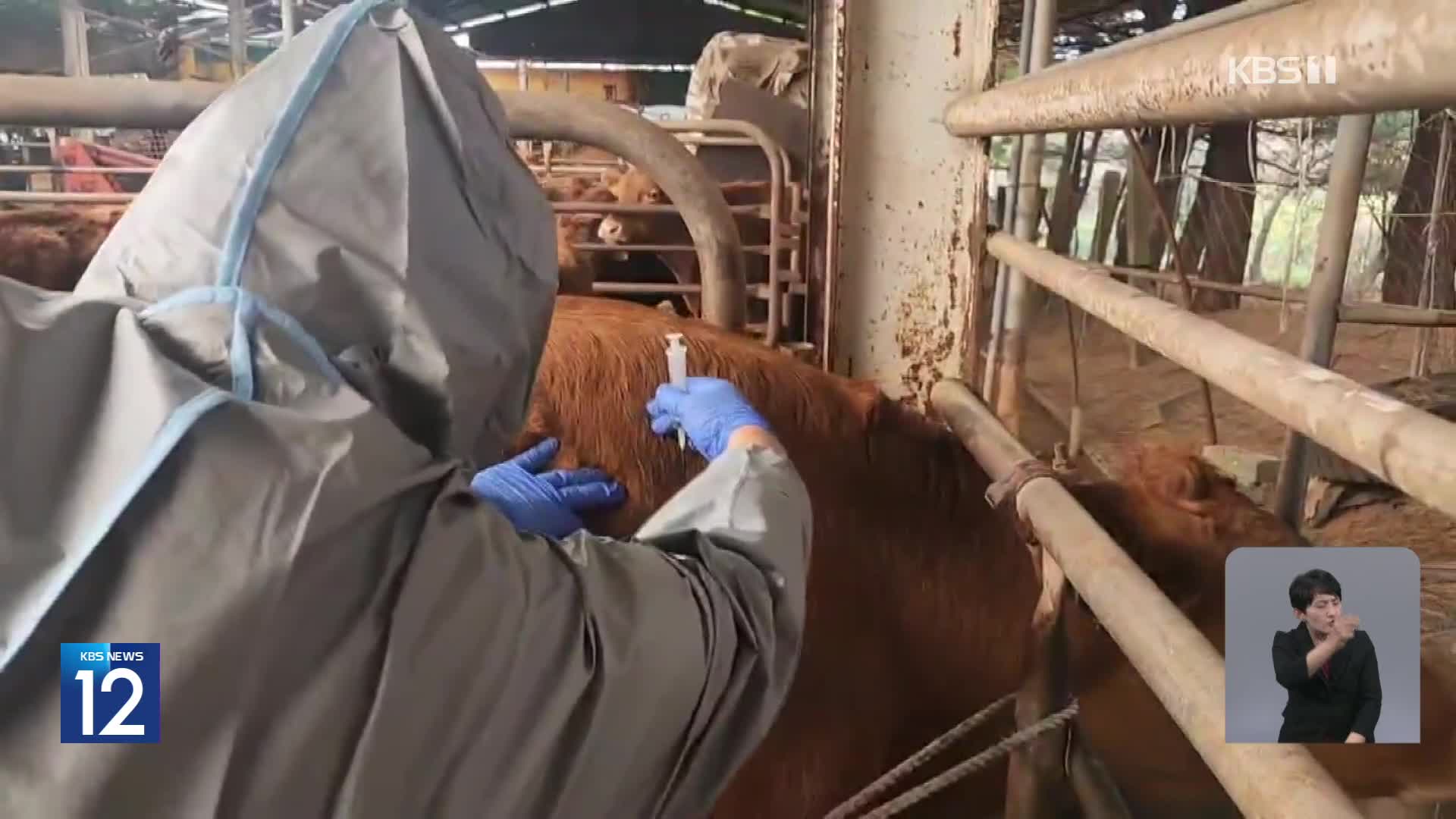 ‘럼피스킨’ 백신 접종률 84%라더니…9백 마리에 ‘물백신’