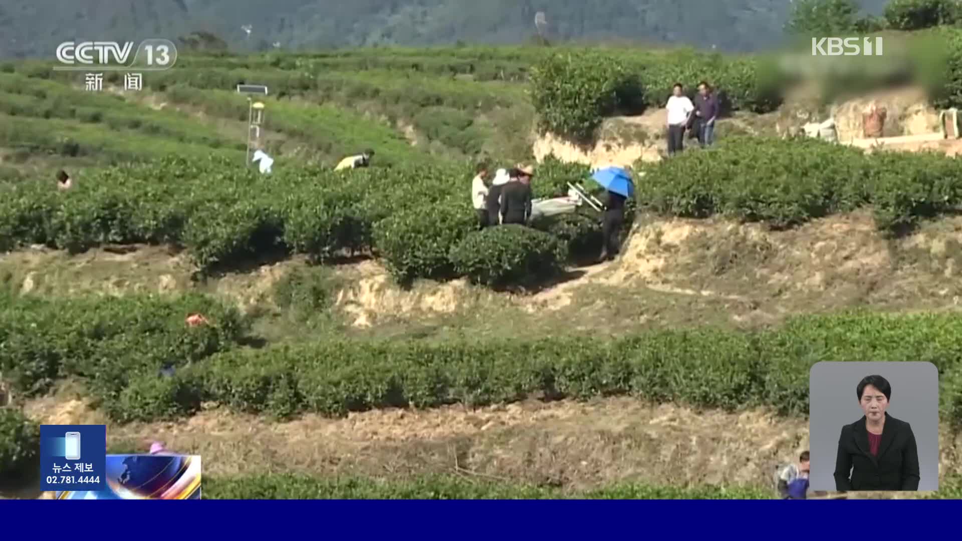 중국, 가을 차 재배에 정성 쏟는 농민들