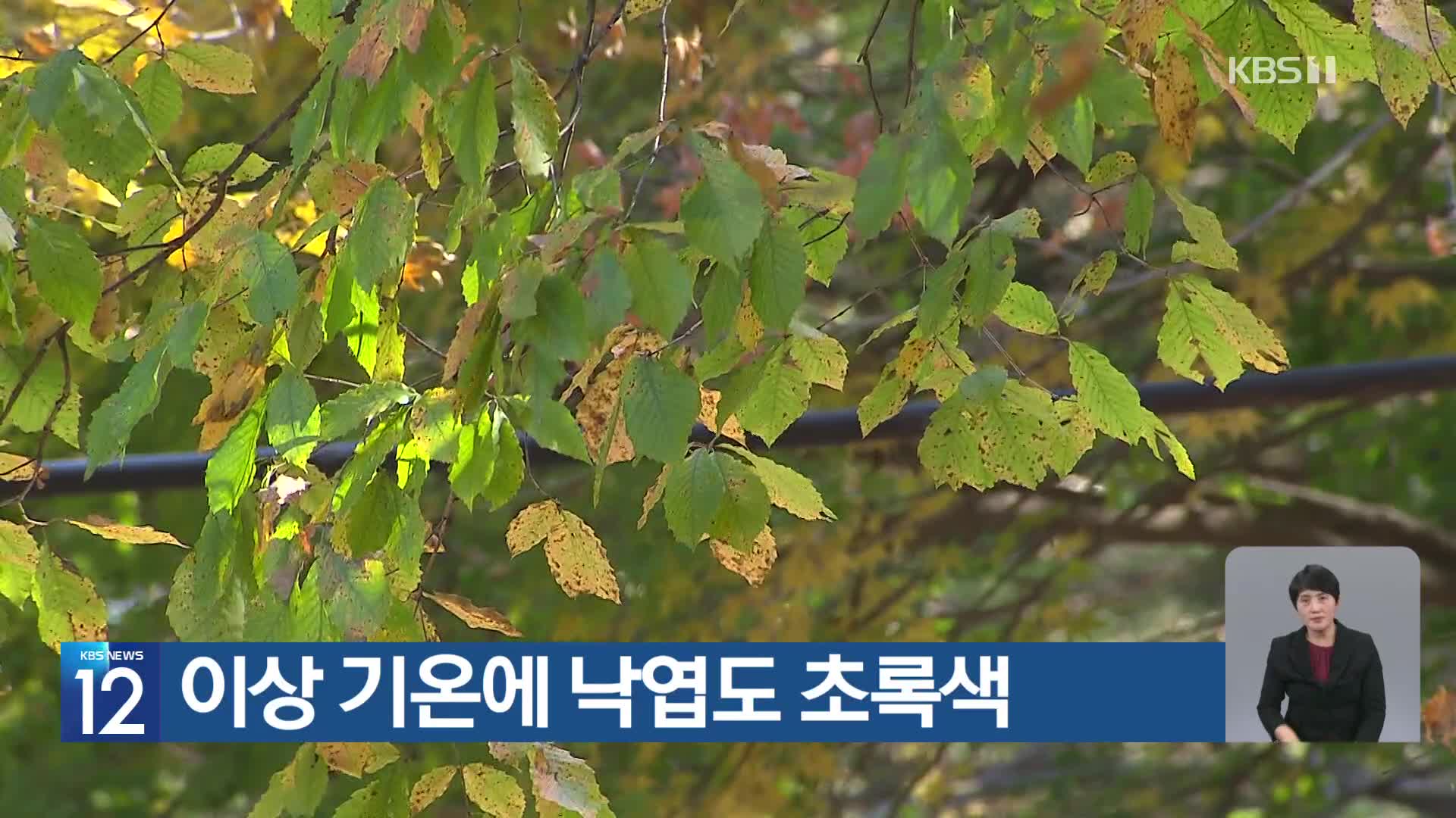 [기후는 말한다] 이상 기온에 낙엽도 초록색