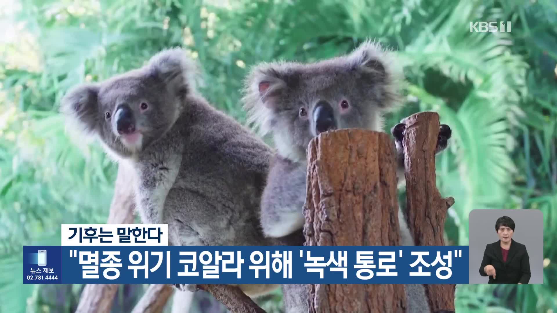 [기후는 말한다] “멸종 위기 코알라 위해 ‘녹색 통로’ 조성”