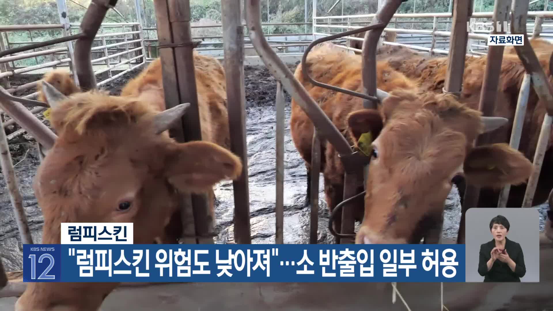 “럼피스킨 위험도 낮아져”…소 반출·입 일부 허용