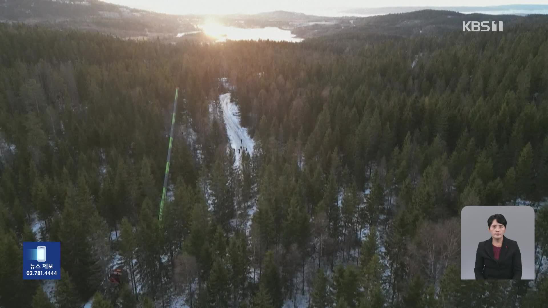 노르웨이 숲 가문비나무…‘성탄절 트리’로