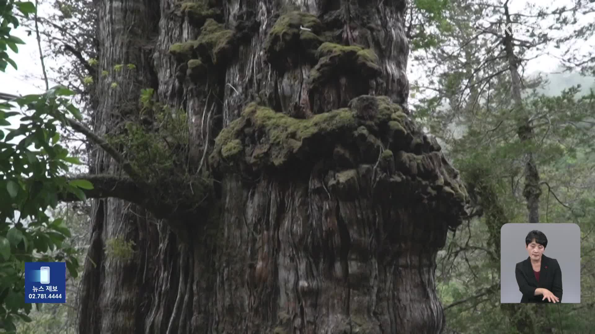 칠레, 기후변화 적응한 최장수 나무