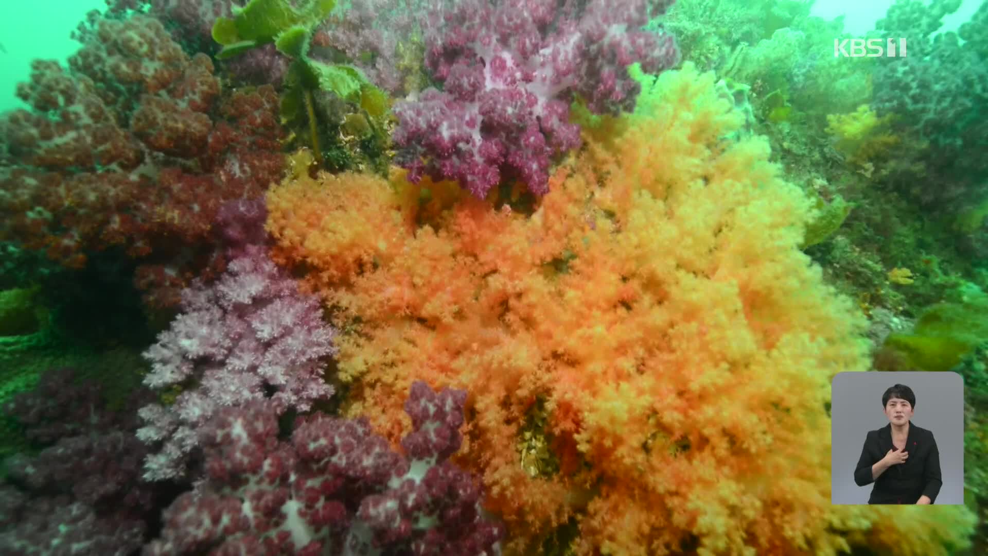 [기후는 말한다] ‘바다의 꽃’ 제주 산호 군락, 기생생물에 신음