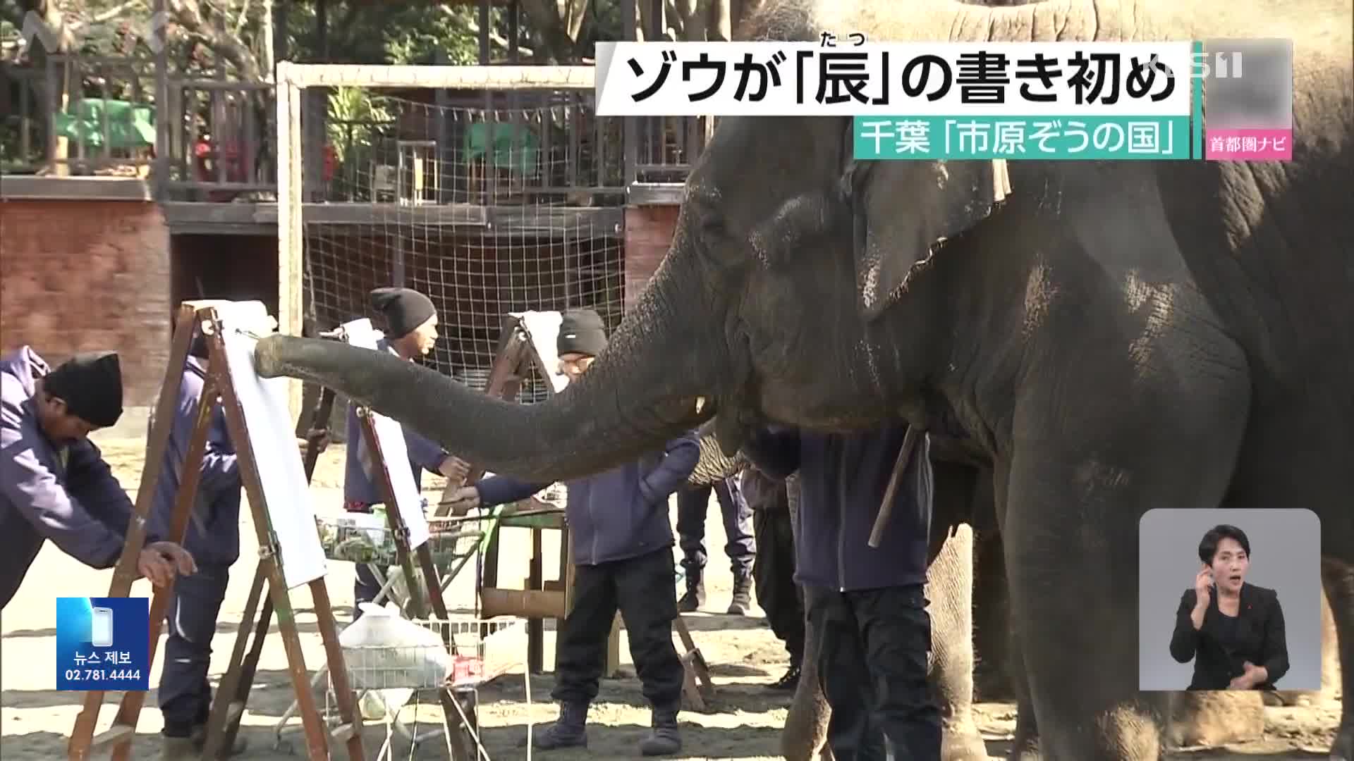 일본 코끼리의 도전…붓글씨 쓰고 용 그림 그리고