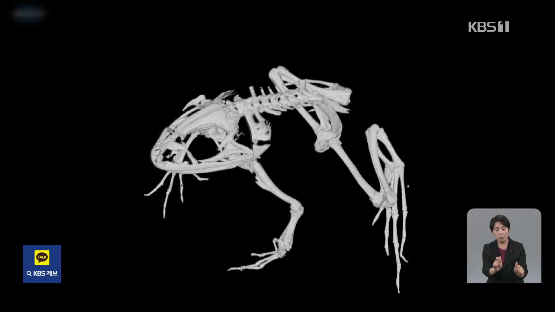 [기후는 말한다] ‘멸종 위기’ 금개구리, 3D로 보전한다