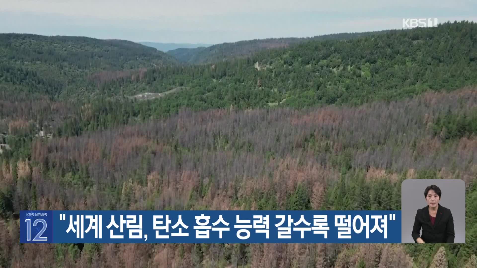 [기후는 말한다] “세계 산림, 탄소 흡수 능력 갈수록 떨어져”