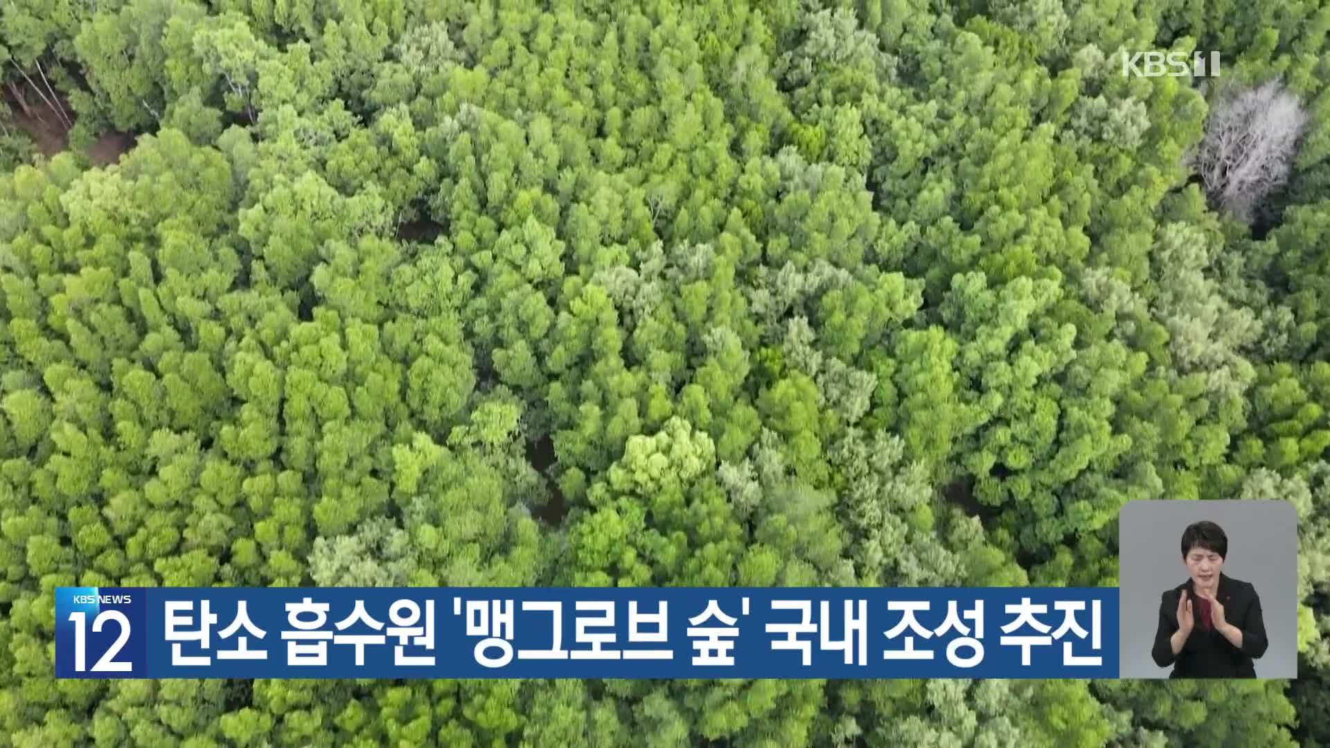 [기후는 말한다] 탄소 흡수원 ‘맹그로브 숲’ 국내 조성 추진