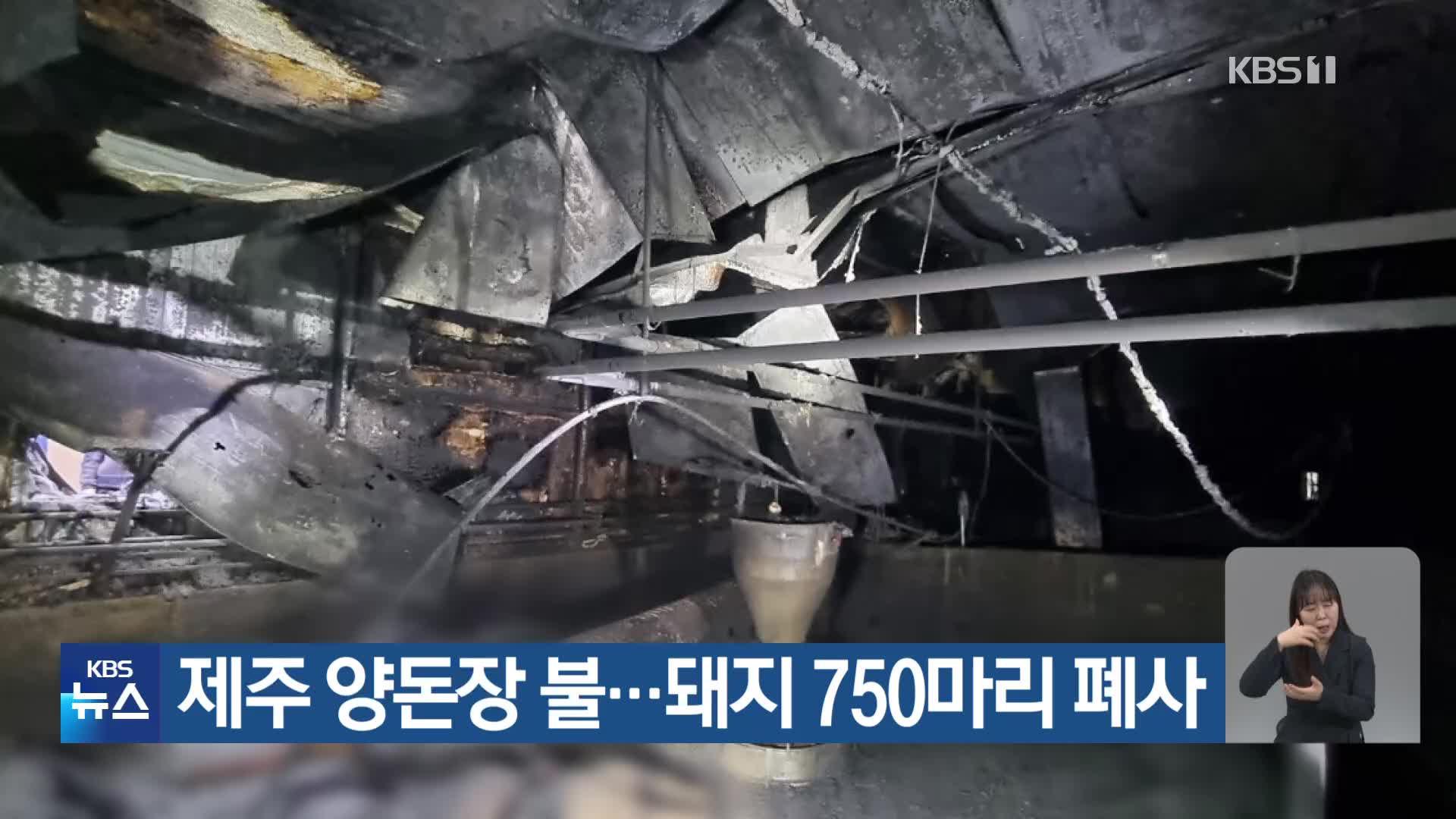 제주 양돈장 불…돼지 750마리 폐사