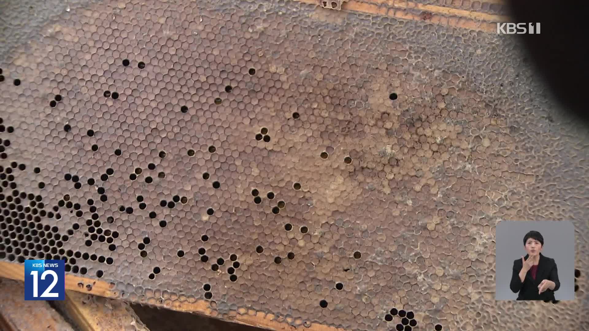 [기후는 말한다] ‘꿀벌 집단 실종’ 또 속출…“이상 기온 탓”