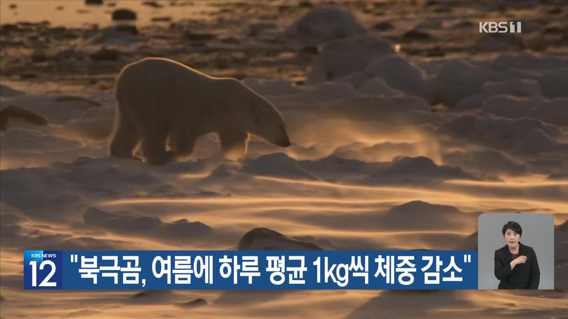 [기후는 말한다] “북극곰, 여름에 하루 평균 1kg씩 체중 감소”