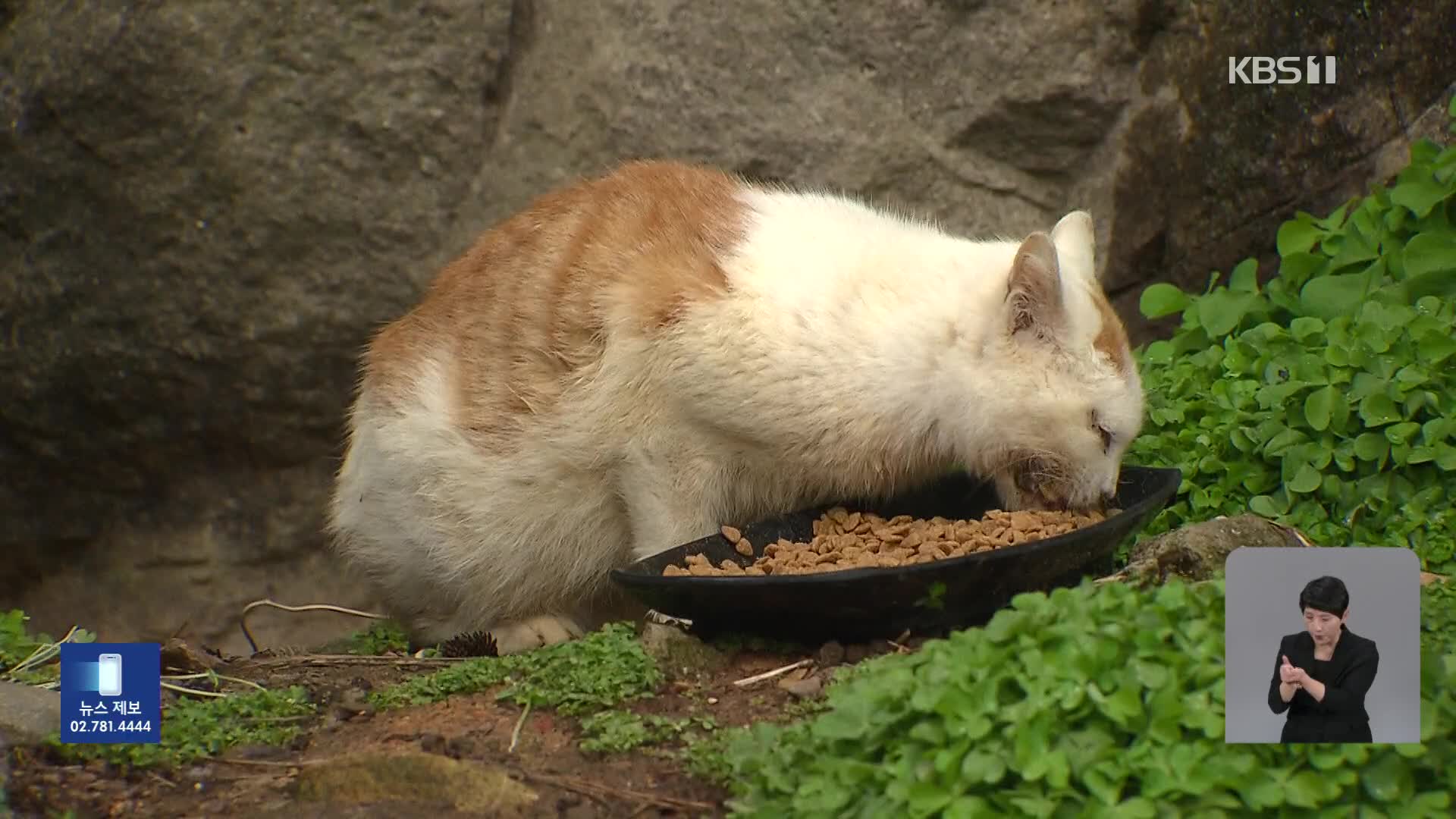 완도서 ‘독극물 추정’ 고양이 36마리 떼죽음