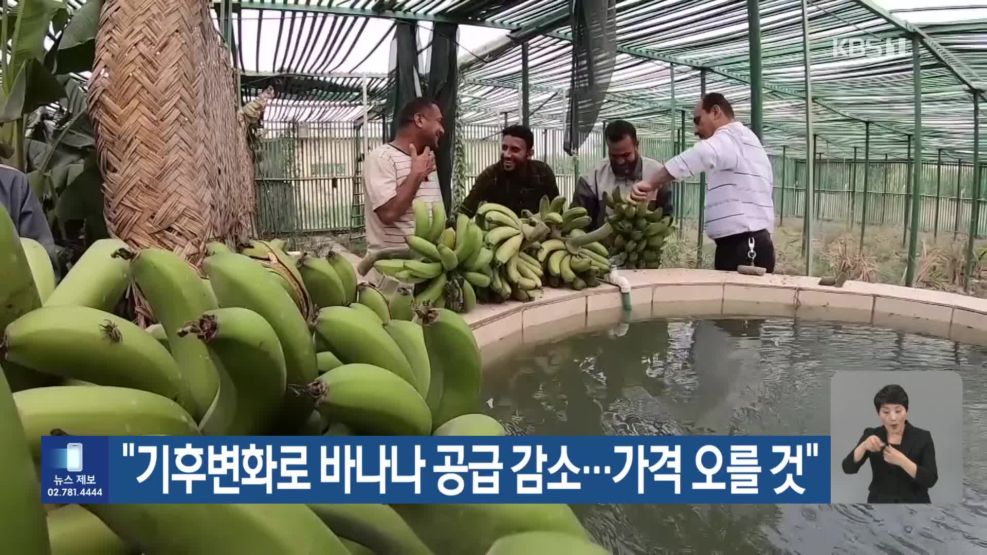 [기후는 말한다] “기후변화로 바나나 공급 감소…가격 오를 것”