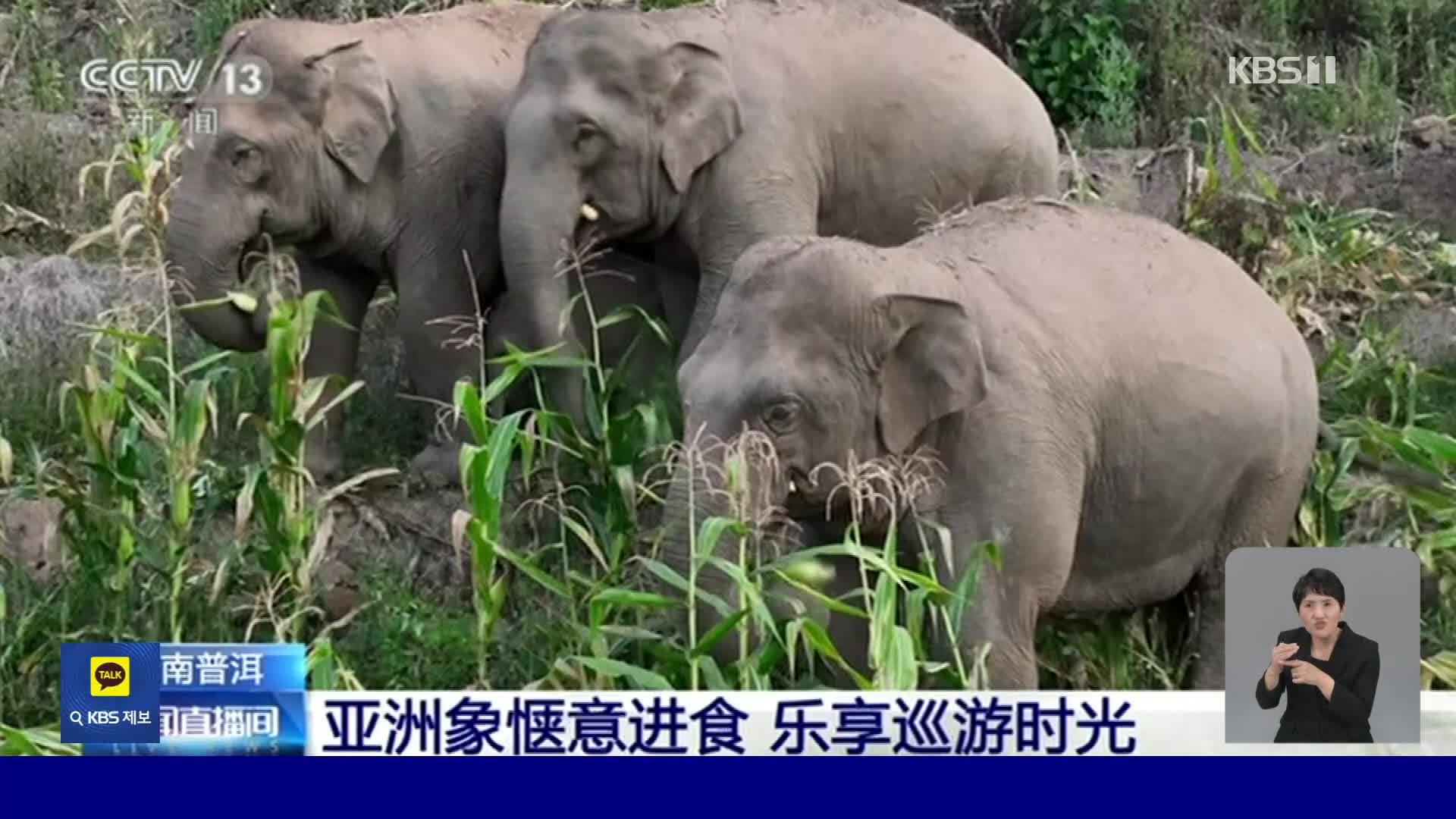 중국, 아시아코끼리 보호로 개체 수 늘어