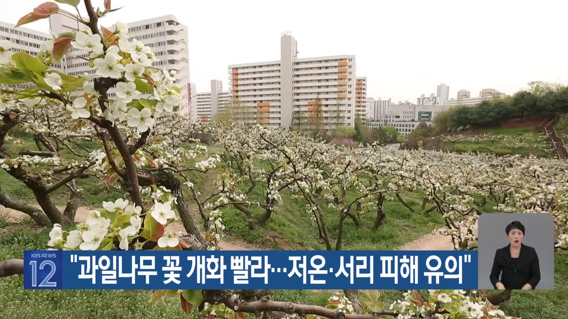 [기후는 말한다] “과일나무 꽃 개화 빨라…저온·서리 피해 유의”