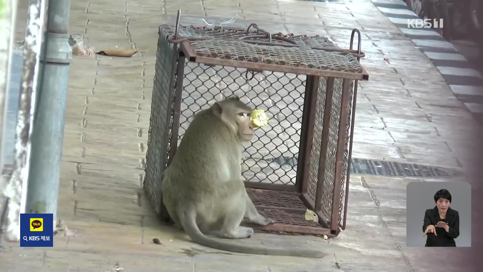 명물에서 애물단지 된 원숭이…먹이로 꾀어 포획