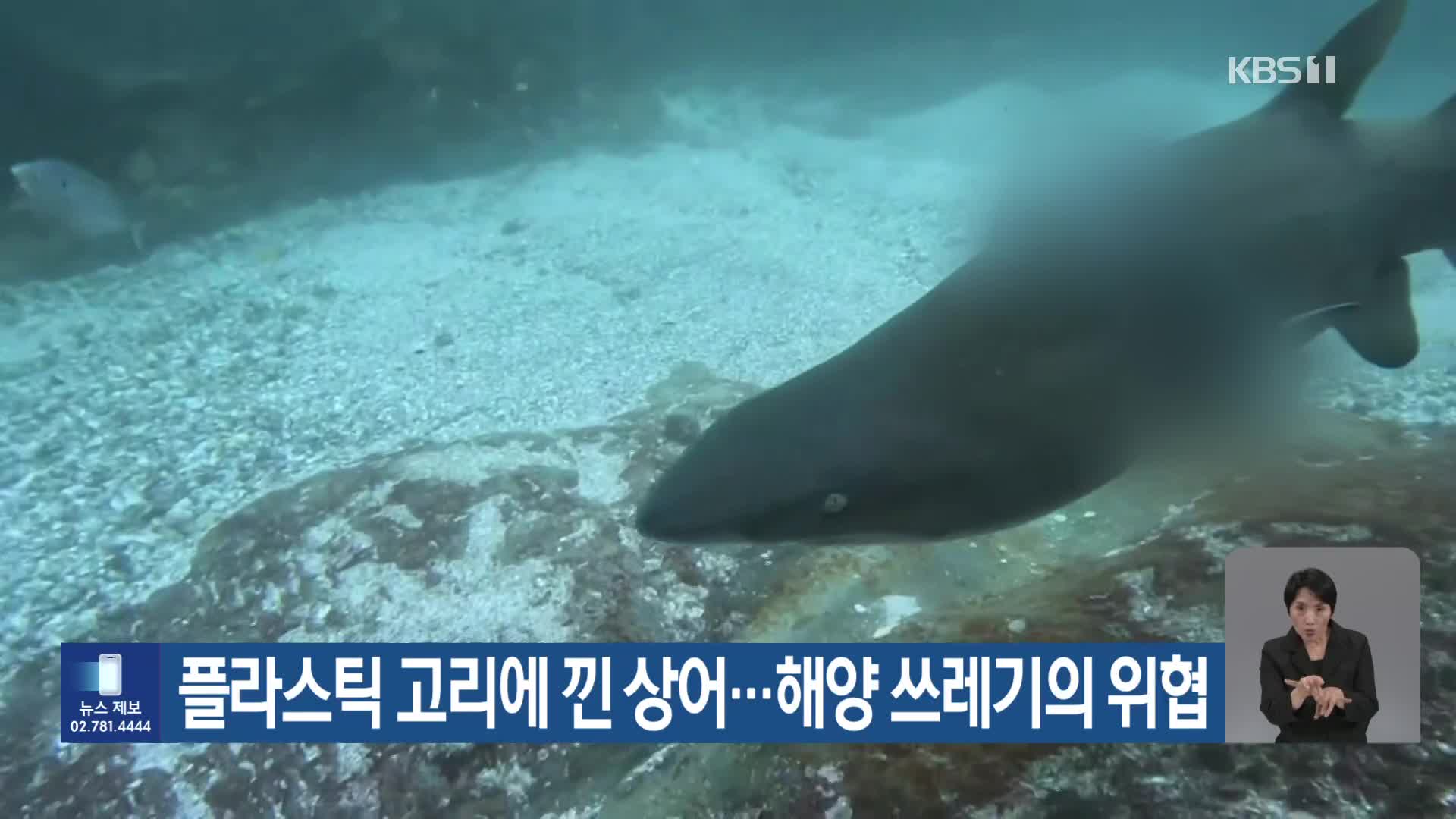 [기후는 말한다] 플라스틱 고리에 낀 상어…해양 쓰레기의 위협