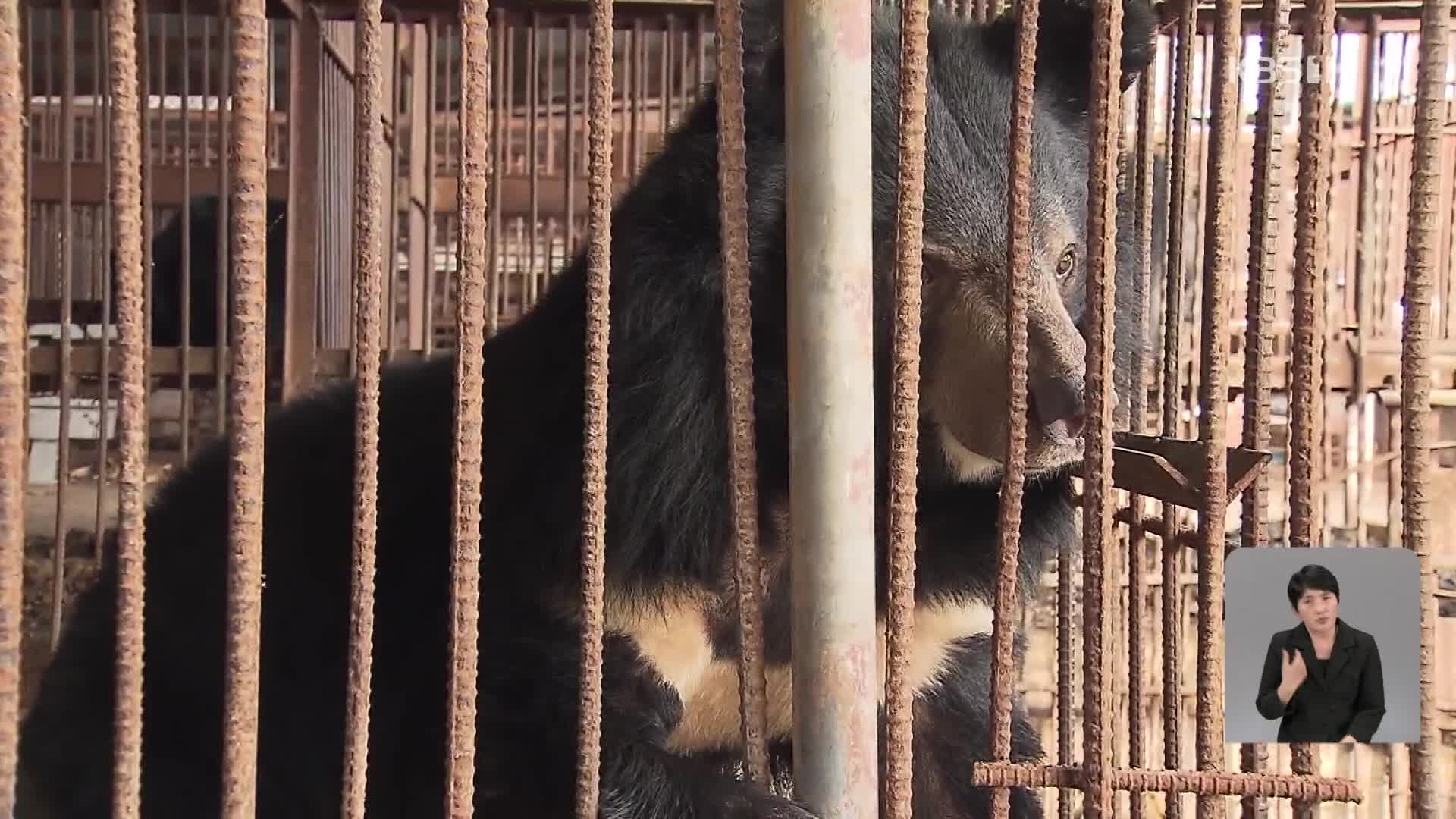 [기후는 말한다] 푸바오 열풍 뒤에…사육 곰 3백 마리 아직도 신음
