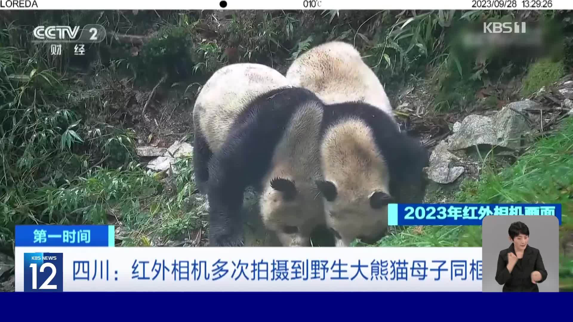 중국, 야생 판다 모자 적외선카메라에 포착