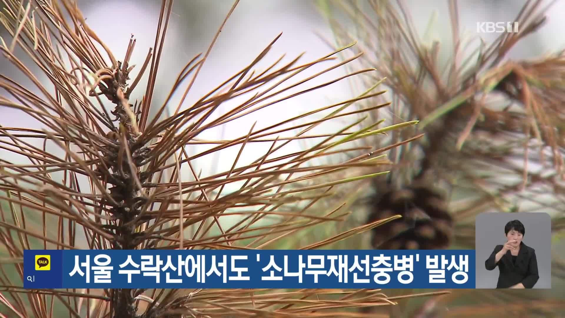 [기후는 말한다] 서울 수락산에서도 ‘소나무재선충병’ 발생