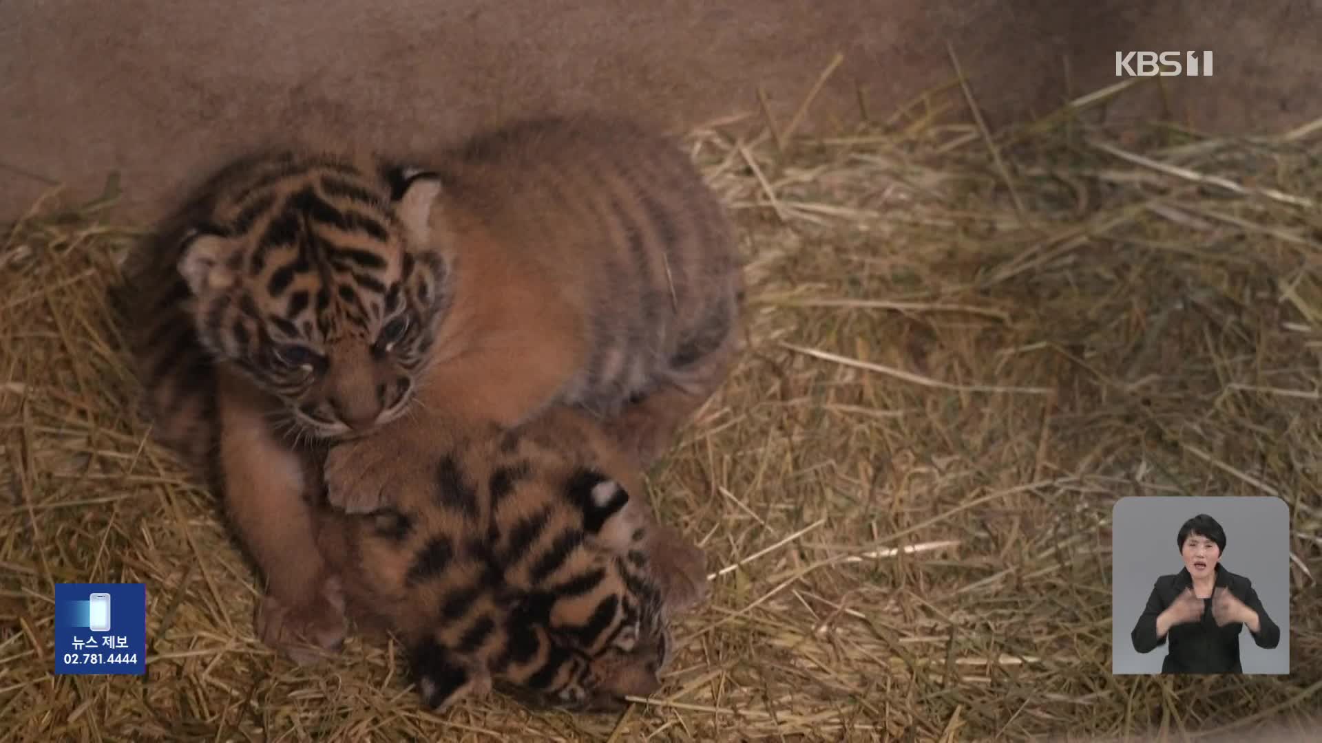 프랑스, 멸종위기 수마트라 호랑이 쌍둥이 태어나