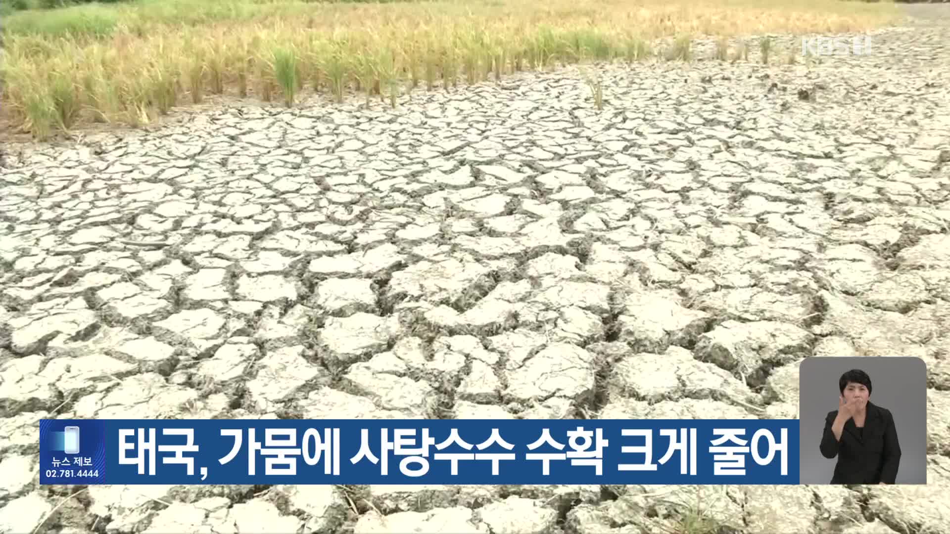 [기후는 말한다] 태국, 가뭄에 사탕수수 수확 크게 줄어