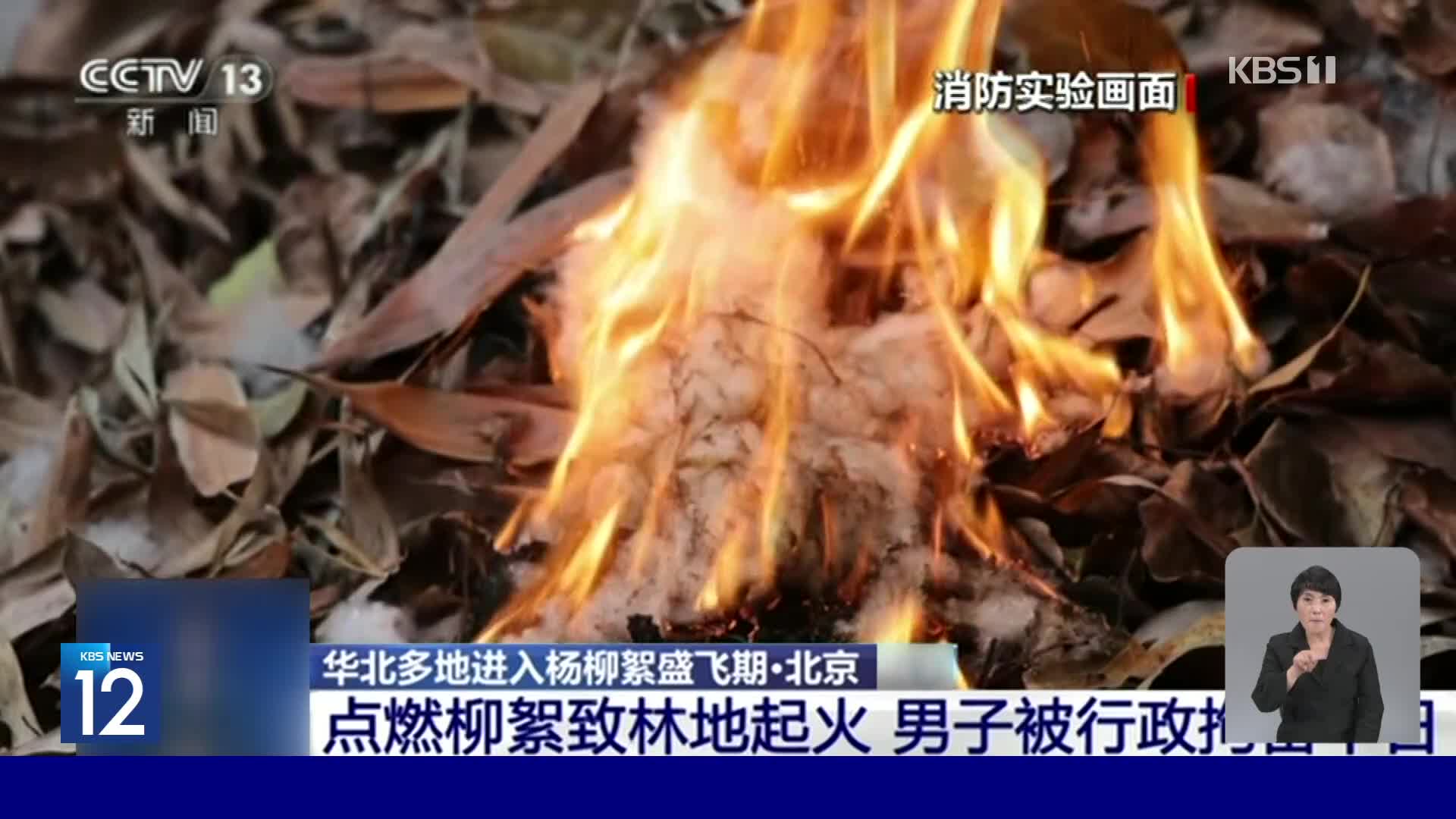 중국, 버드나무 꽃가루 화재 위험 커