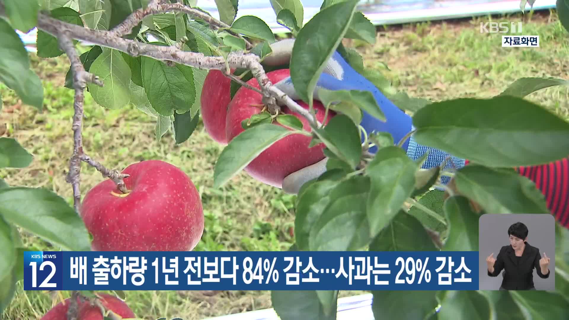 배 출하량 1년 전보다 84% 감소…사과는 29% 감소