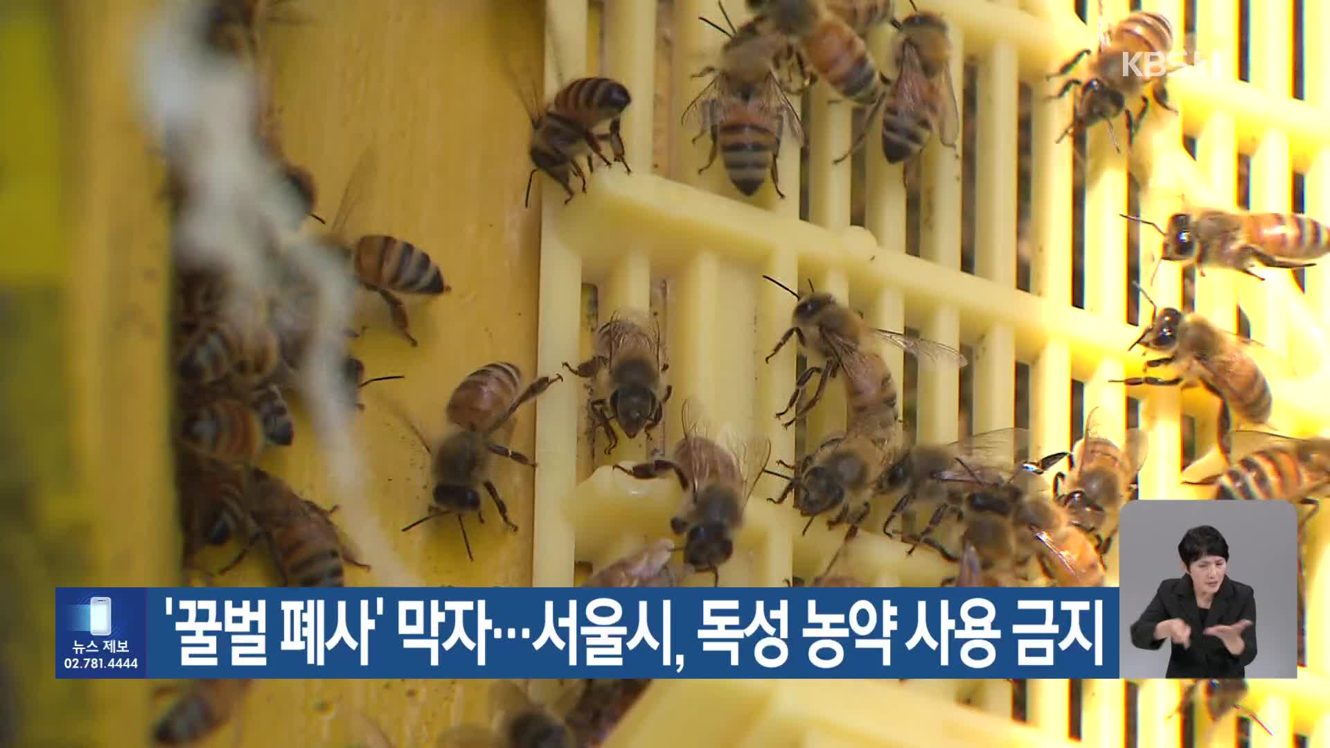 [기후는 말한다] ‘꿀벌 폐사’ 막자…서울시, 독성 농약 사용 금지