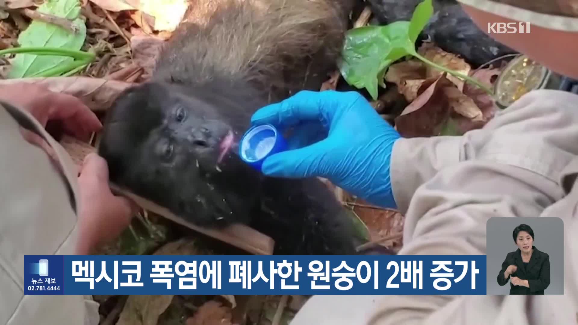 [기후는 말한다] 멕시코 폭염에 폐사한 원숭이 2배 증가
