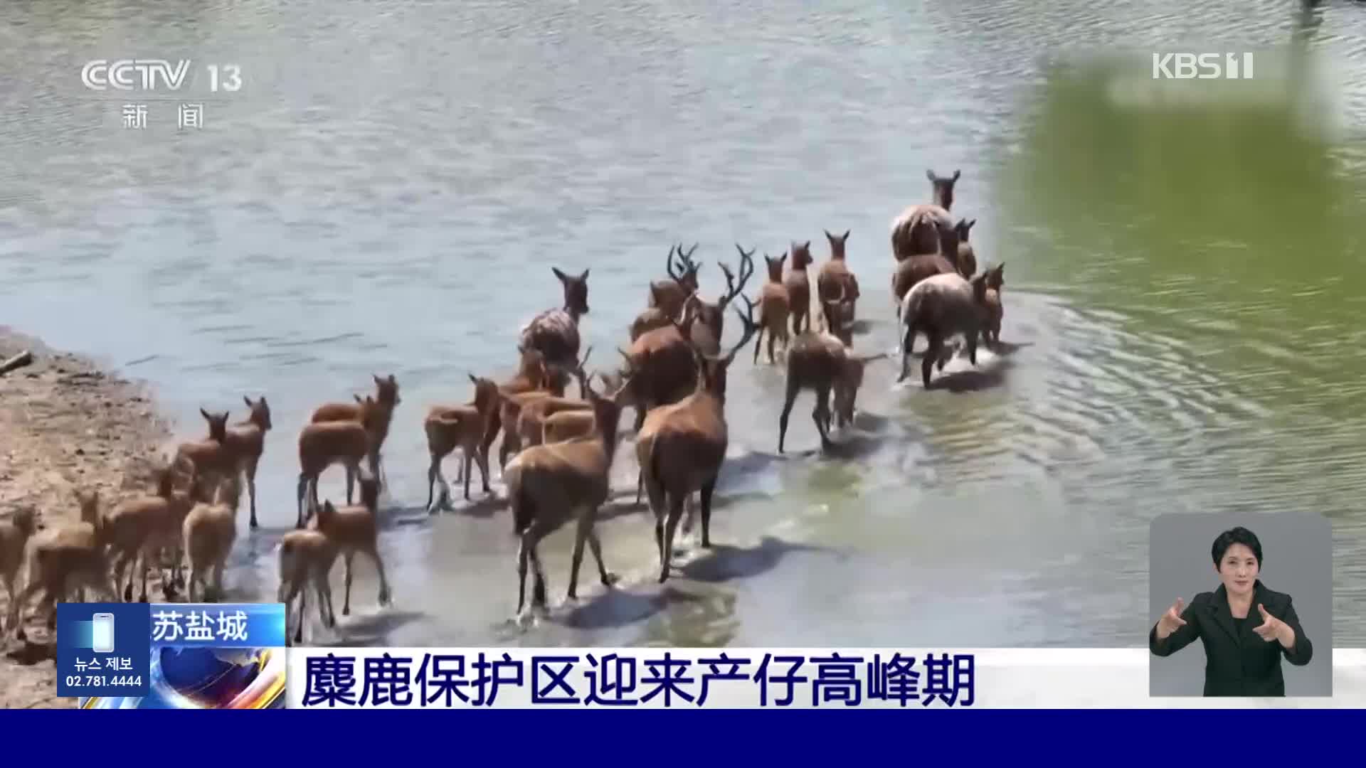 중국, 희귀 동물 미루 사슴 개체수 증가