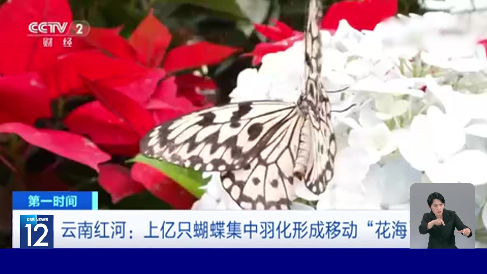 중국, 나비 진풍경 보러 인파 몰려