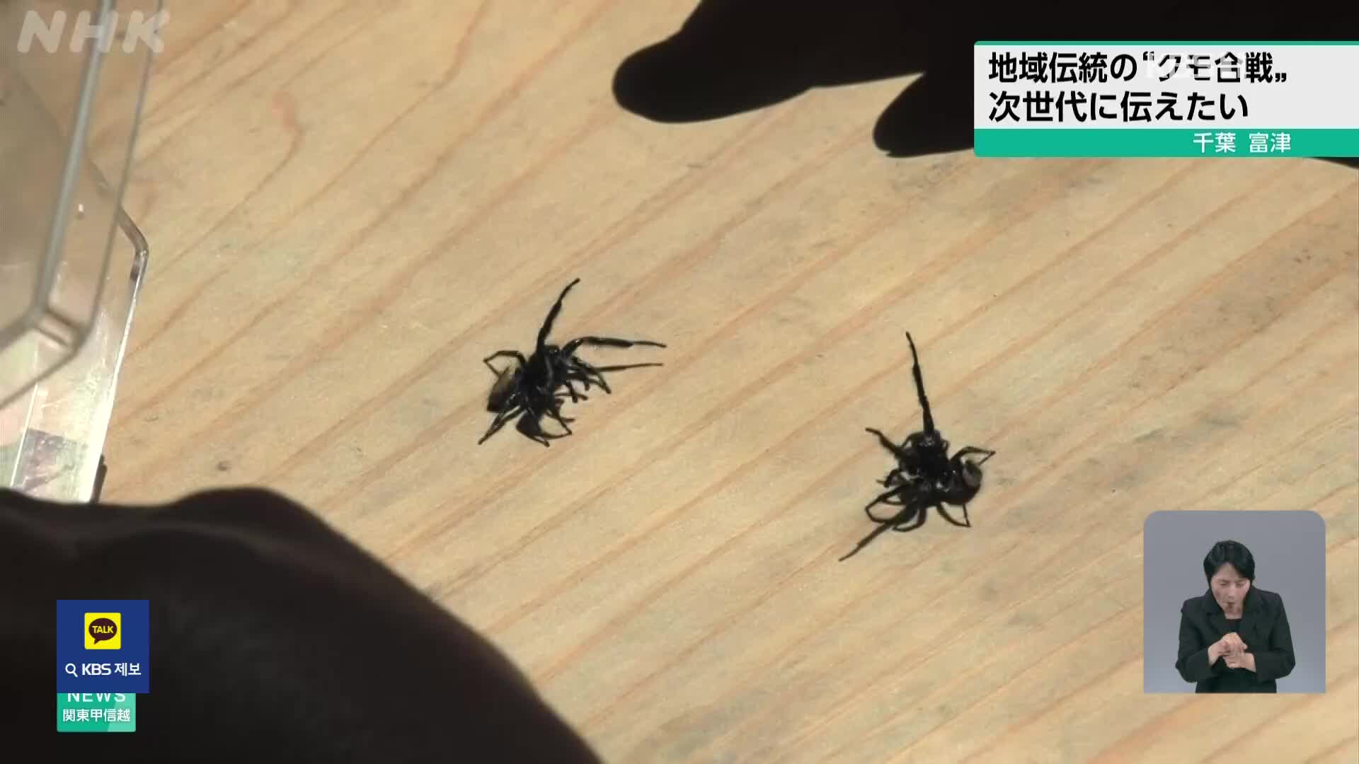 일본, 전통 놀이 ‘거미 싸움’ 계승 노력