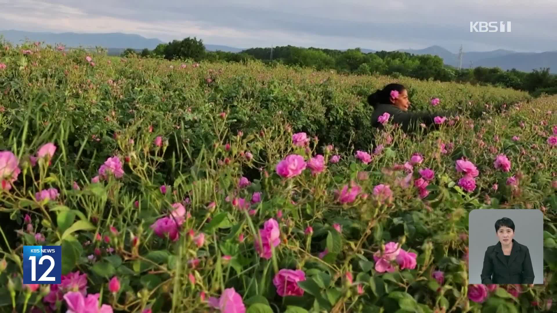 불가리아, 장미 수확 한창