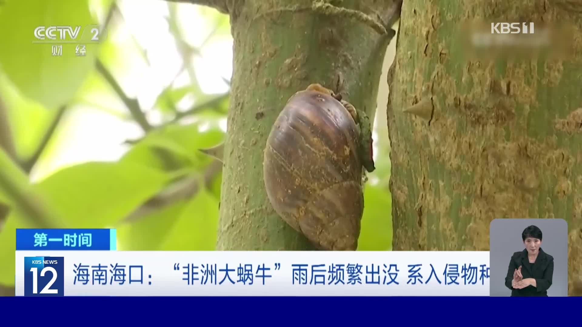 중국, 아프리카 달팽이 조심하세요!