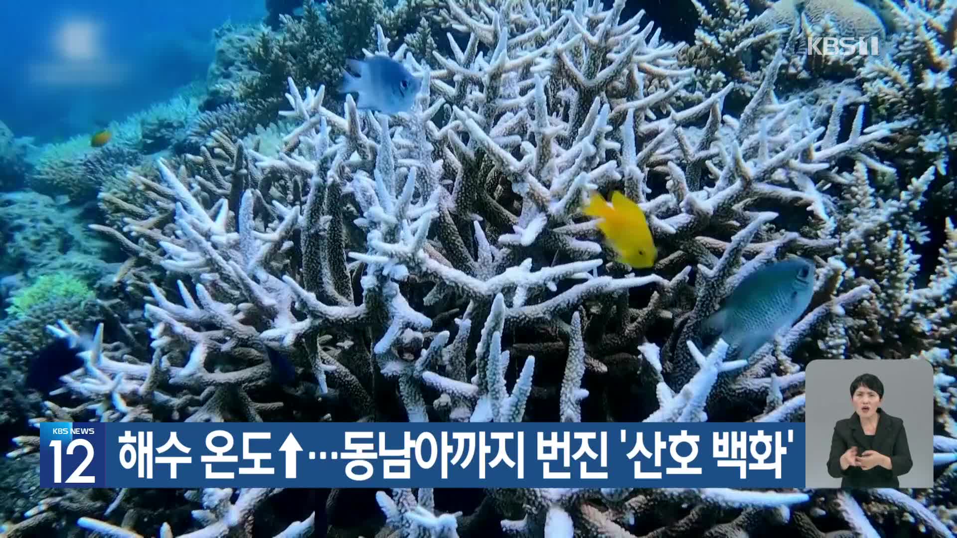 [기후는 말한다] 해수 온도↑…동남아까지 번진 ‘산호 백화’