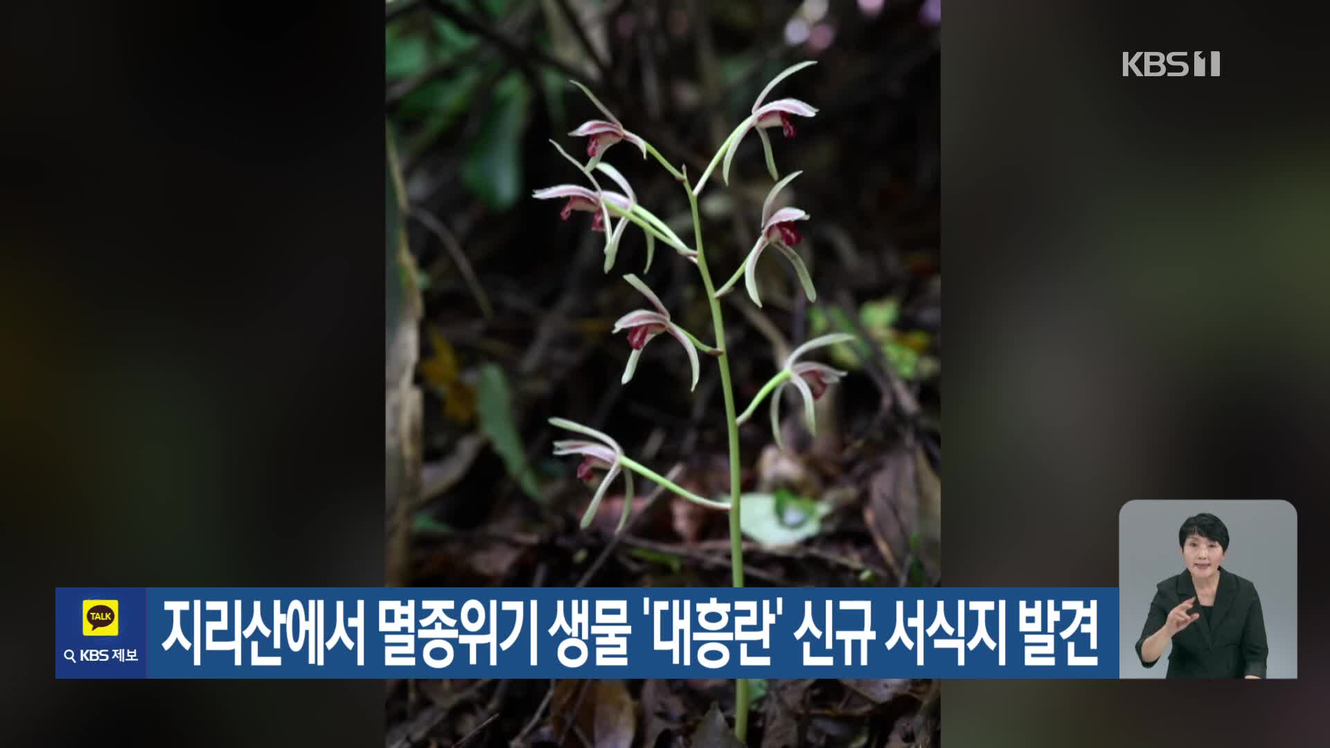 [기후는 말한다] 지리산에서 멸종위기 생물 ‘대흥란’ 신규 서식지 발견