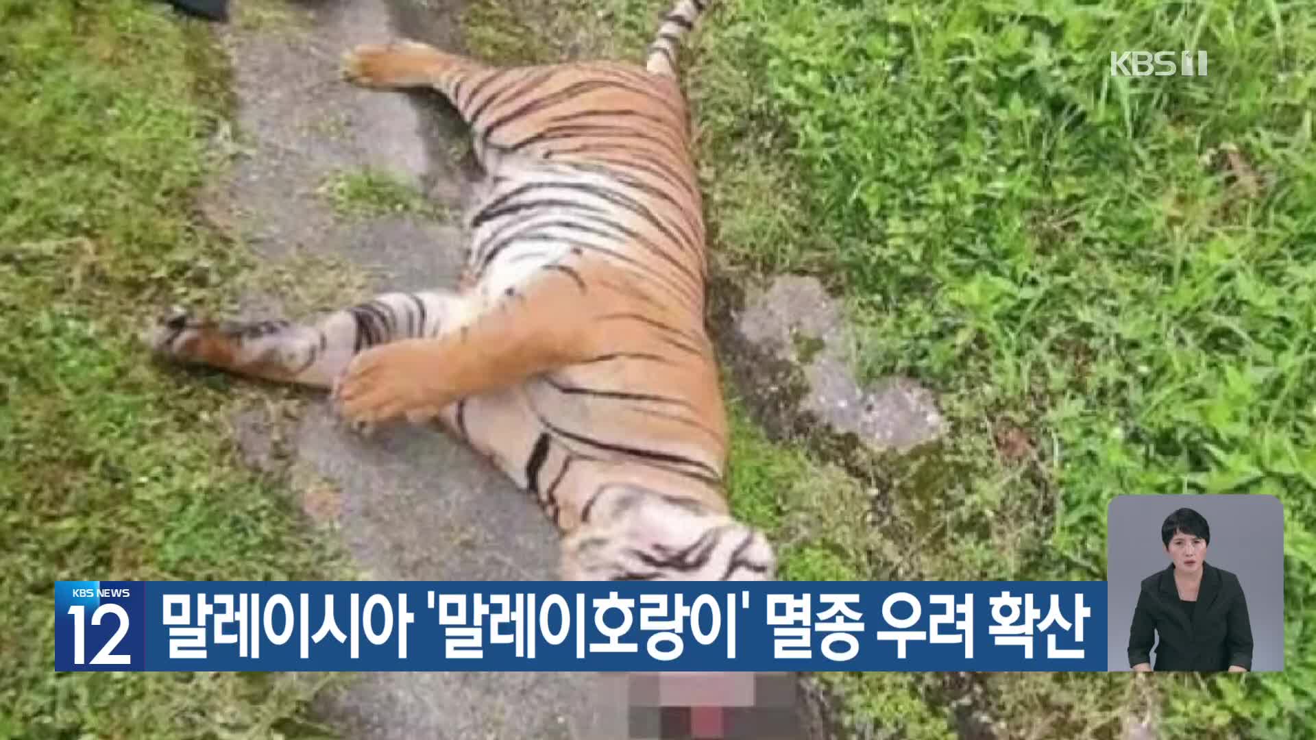 [기후는 말한다] 말레이시아 ‘말레이호랑이’ 멸종 우려 확산