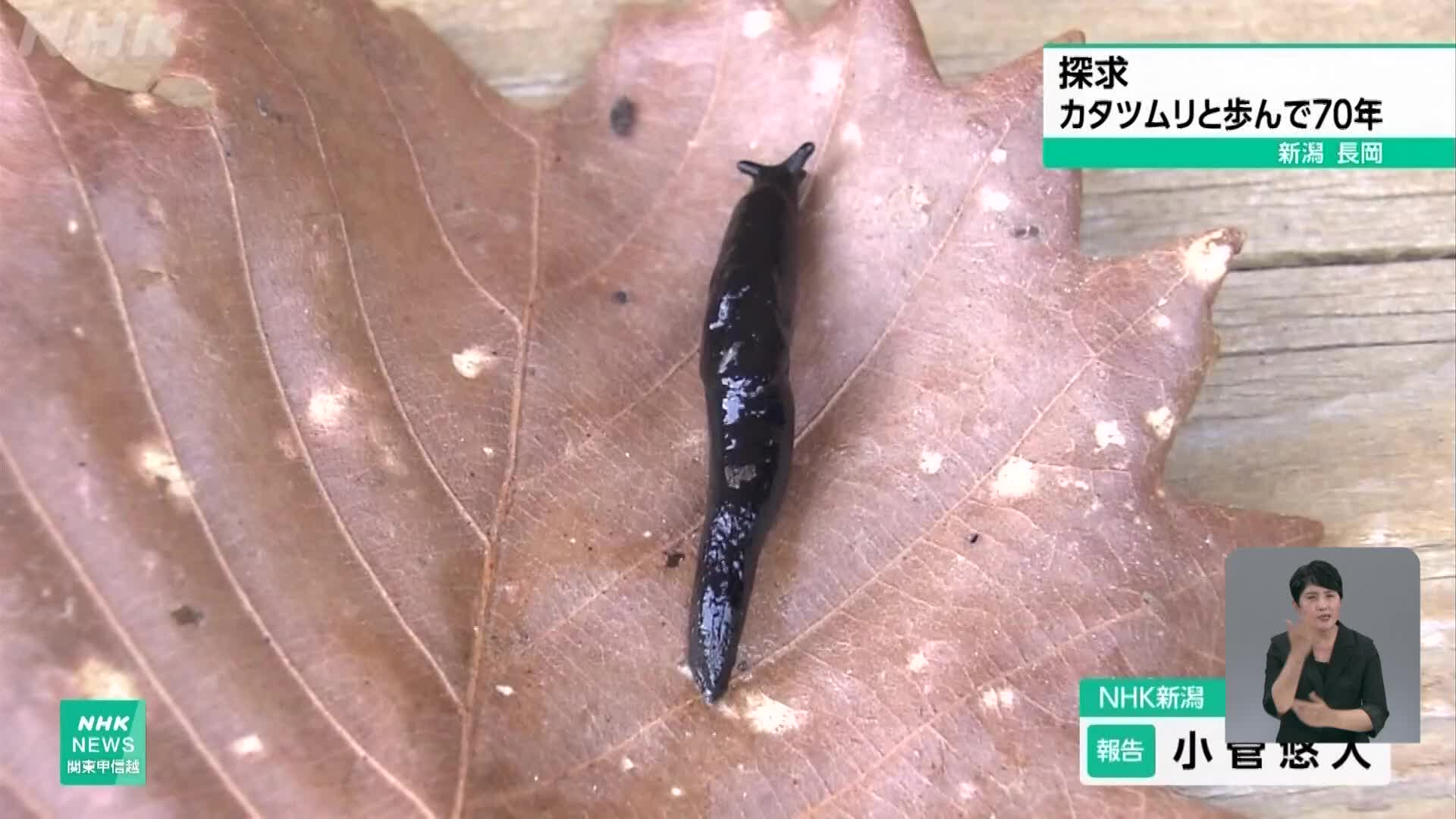 일본, 달팽이와 함께 걸어온 70년 