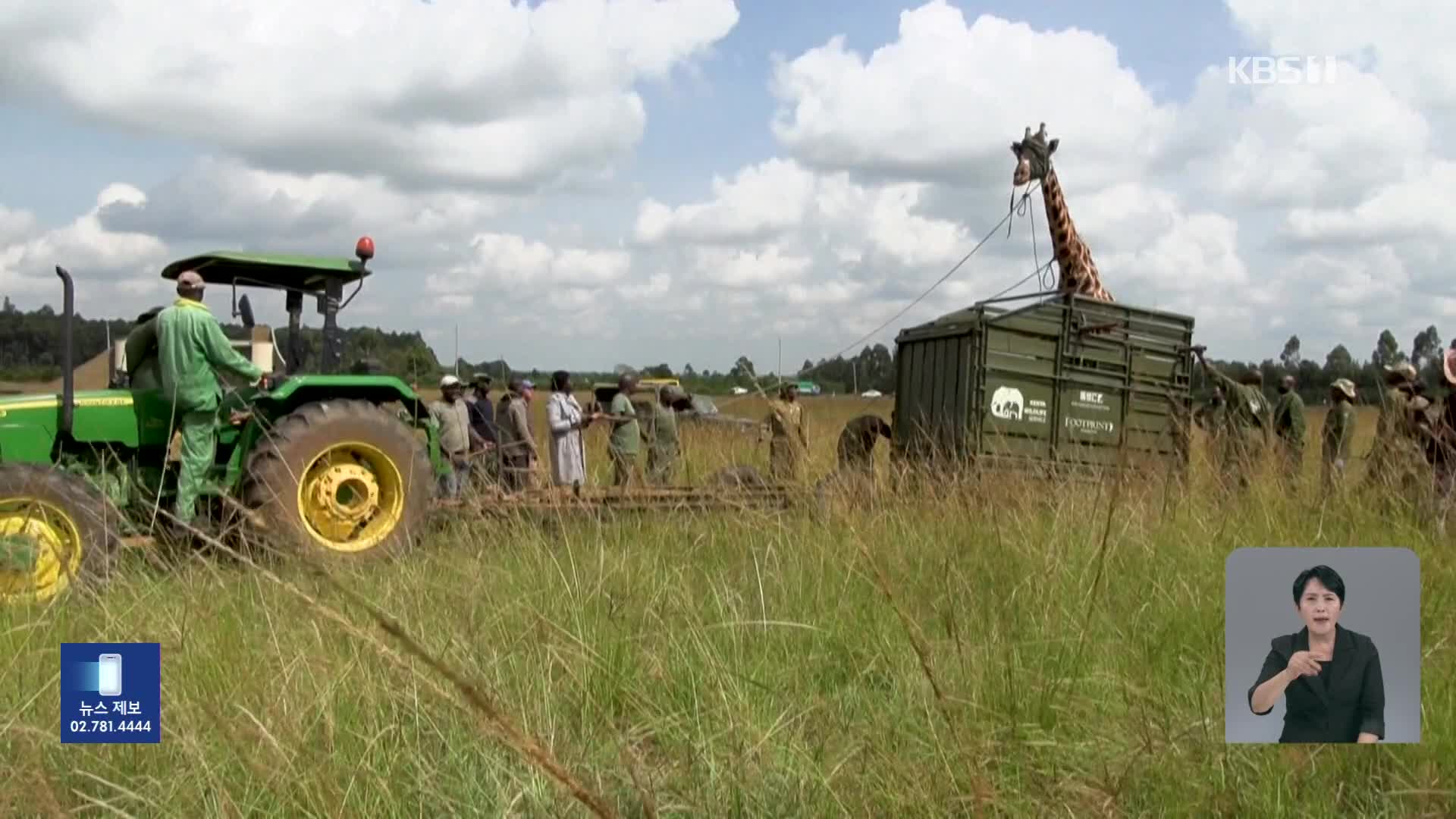 케냐, 기린 이주로 지역 간 긴장 완화