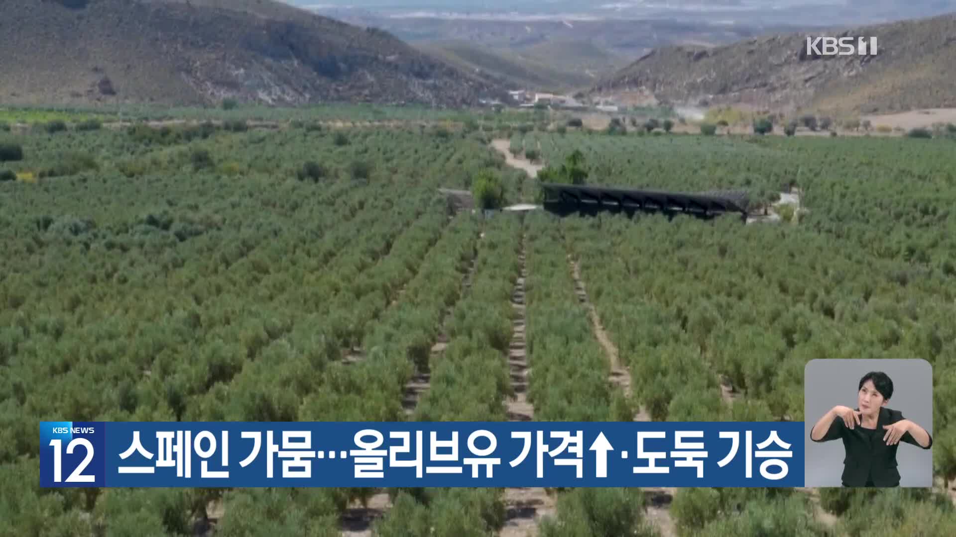 [기후는 말한다] 스페인 가뭄…올리브유 가격↑·도둑 기승