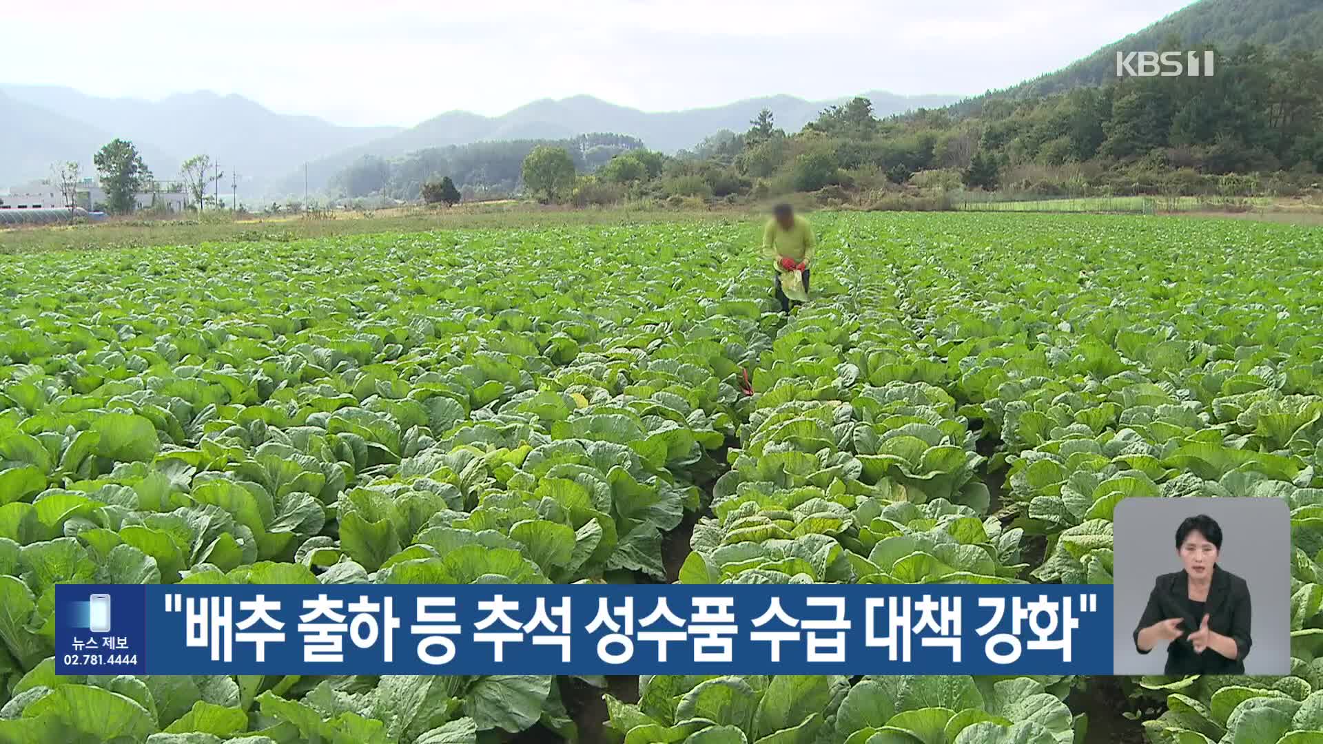 “배추 출하 등 추석 성수품 수급 대책 강화”