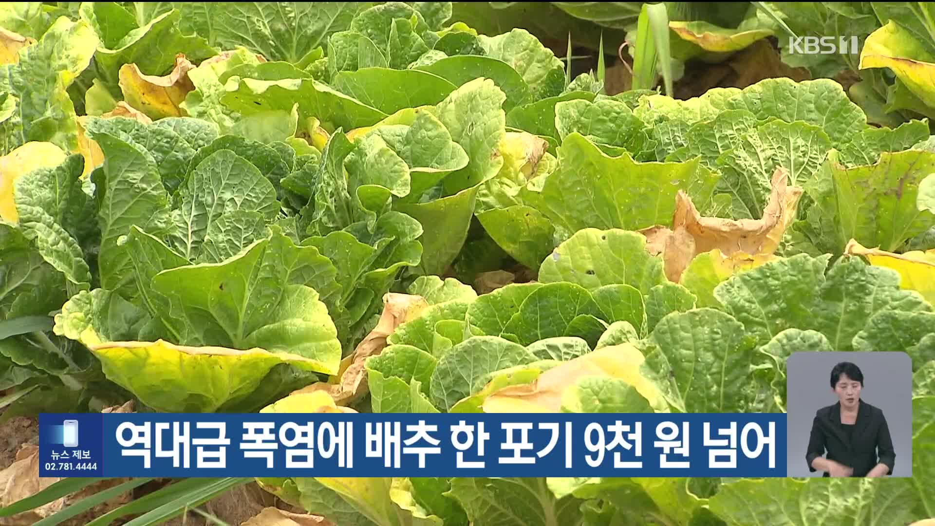 [기후는 말한다] 역대급 폭염에 배추 한 포기 9천 원 넘어