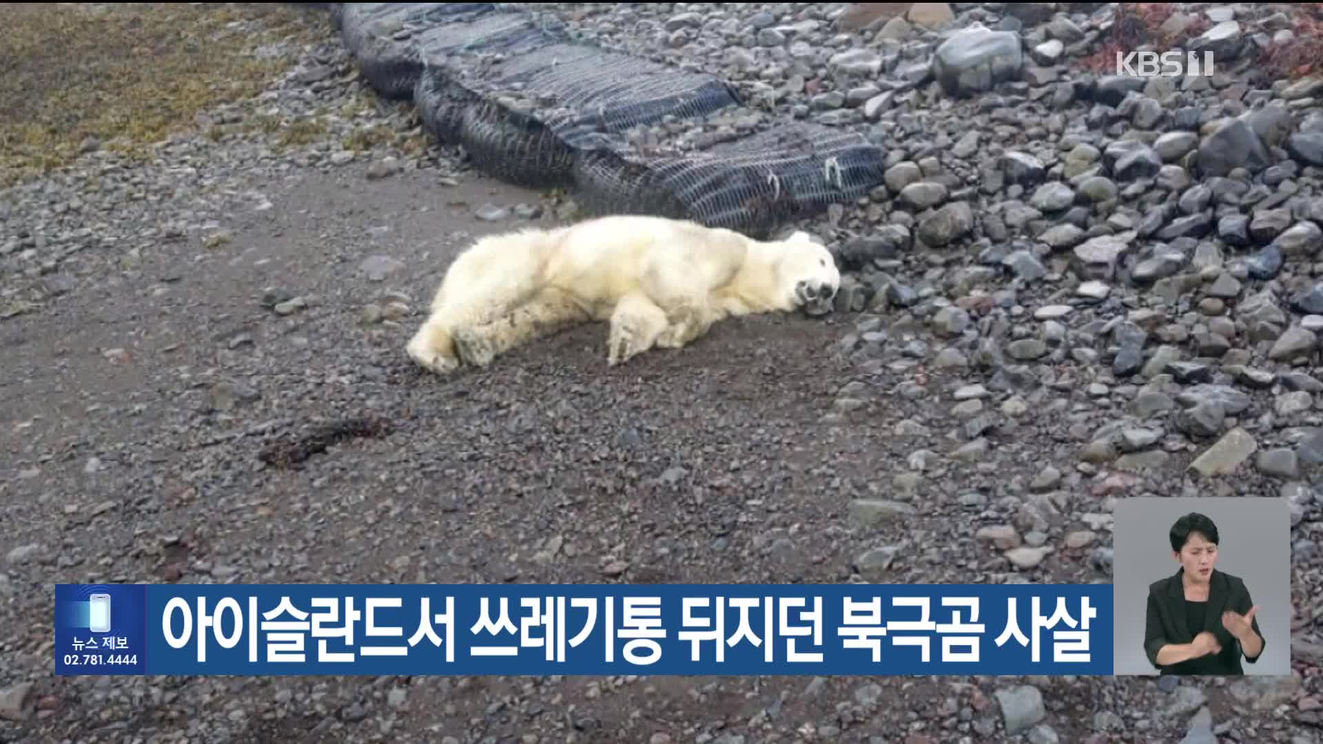 [기후는 말한다] 아이슬란드서 쓰레기통 뒤지던 북극곰 사살